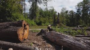 Best Fruit Tree Pruning  in Fayette, MS