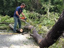  Fayette, MS Tree Services Pros