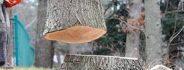 Fayette, MS Tree Services Company