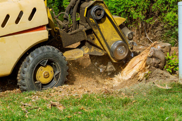 How Our Tree Care Process Works  in  Fayette, MS