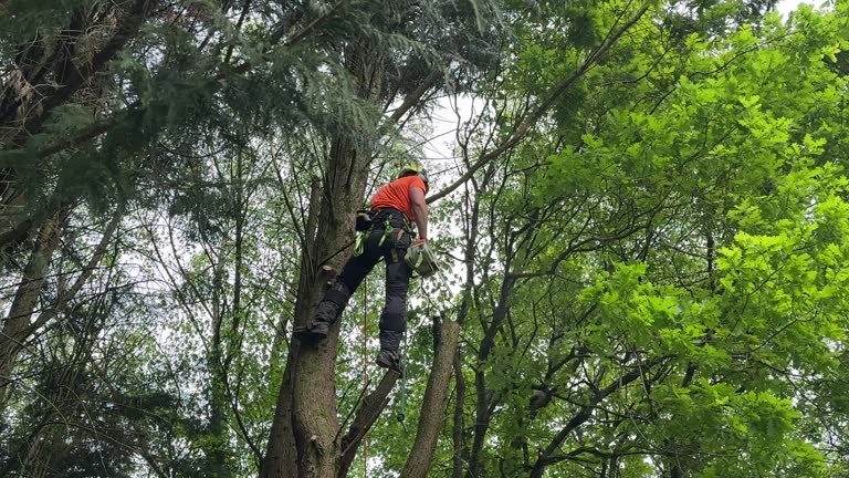Best Palm Tree Trimming  in Fayette, MS