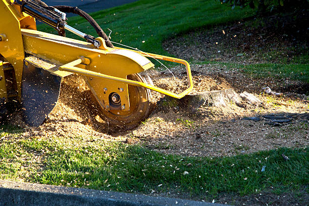 Best Stump Grinding and Removal  in Fayette, MS