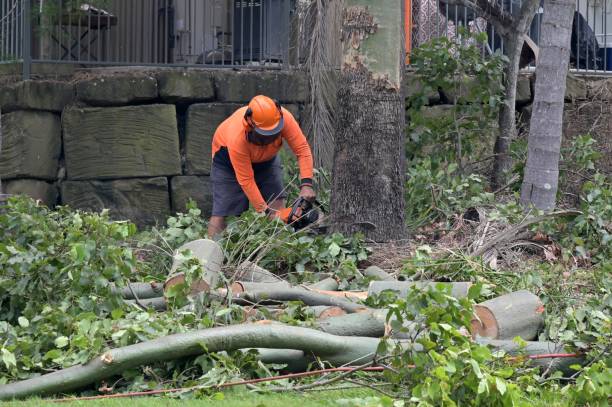 Best Commercial Tree Services  in Fayette, MS