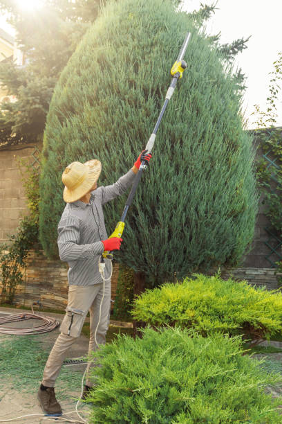Best Lawn Grading and Leveling  in Fayette, MS