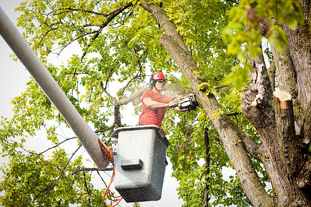 Best Tree Health Inspection  in Fayette, MS